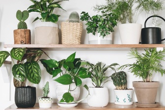 Chọn cây xanh chuẩn phong thủy để ngôi nhà luôn tràn sinh khí