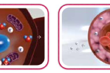 Bổ sung Kali và Magie như thế nào cho đúng cách?