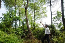 Vụ Kế toán trưởng bệnh viện treo cổ tại đồi thông: Sẽ khai quật tử thi