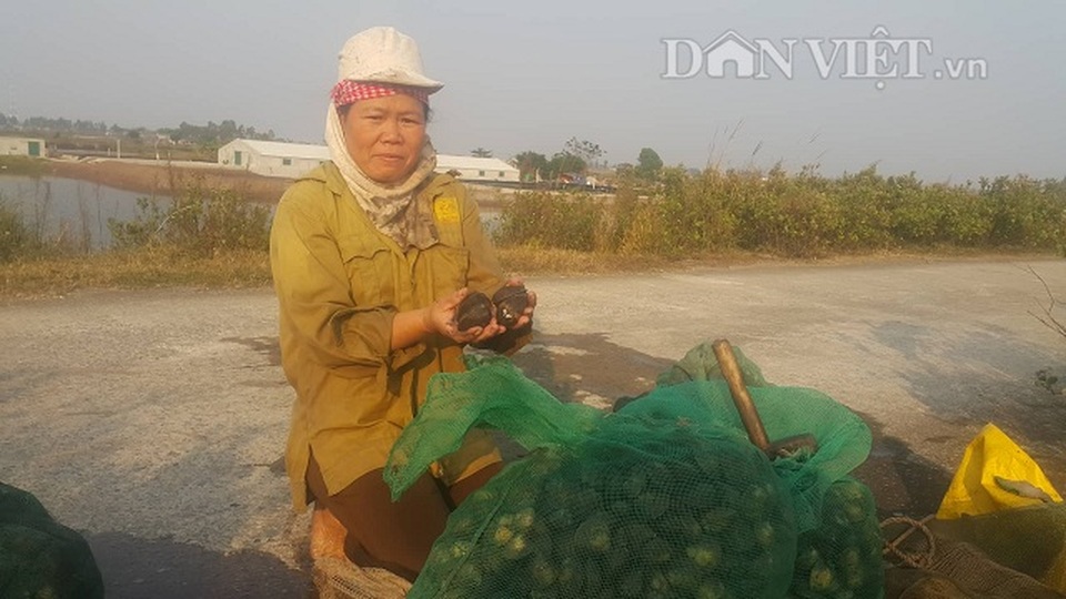 Rét buốt lội bùn săn ngao to bự, béo ngậy, kiếm 500 ngàn đồng/ngày - 4 Rét buốt lội bùn săn ngao to bự, béo ngậy, kiếm 500 ngàn đồng/ngày - 4