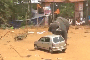 Voi bất ngờ nổi giận giữa lễ hội khiến người tham gia bỏ chạy