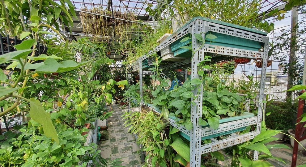 Kỹ sư làm vườn sân thượng xanh mướt, rộn ràng tiếng chim giữa lòng Thủ đô - 10 Kỹ sư làm vườn sân thượng xanh mướt, rộn ràng tiếng chim giữa lòng Thủ đô - 10