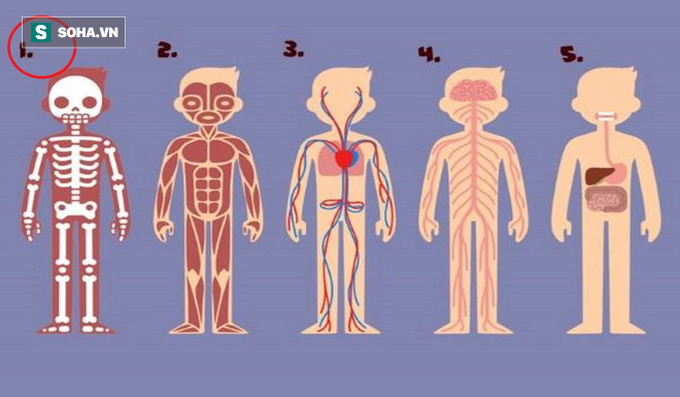 Bạn thấy bộ phận nào trên cơ thể cần thiết nhất cho sự sống? Đáp án rất bất ngờ - Ảnh 1.