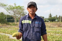 "Trái đắng" cho người nghèo miền Tây lên Sài Gòn… thuê đất làm ruộng