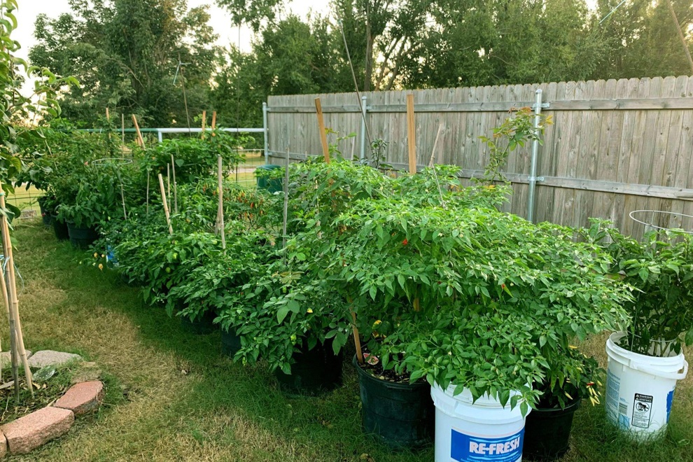 Chàng trai gốc Việt làm vườn 300m2, trồng ớt và hoa hồng ở Mỹ - 6