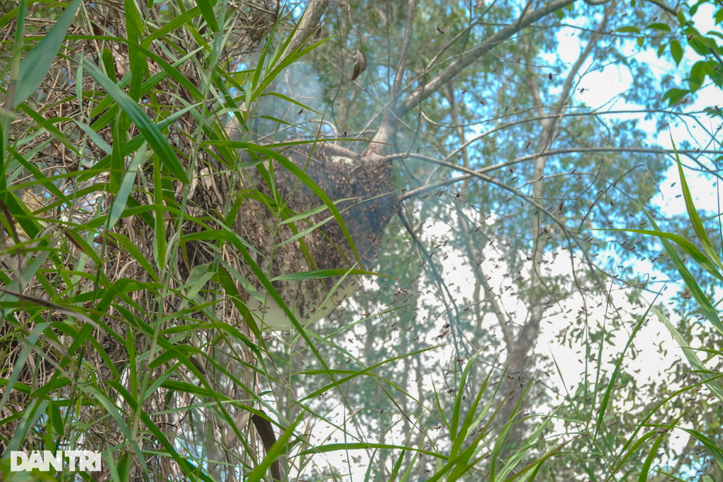 Những người nhện đu cây, băng rừng săn ong khủng - 5 Những người nhện đu cây, băng rừng săn ong khủng - 5