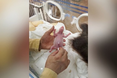 Ảnh độc về gấu trúc