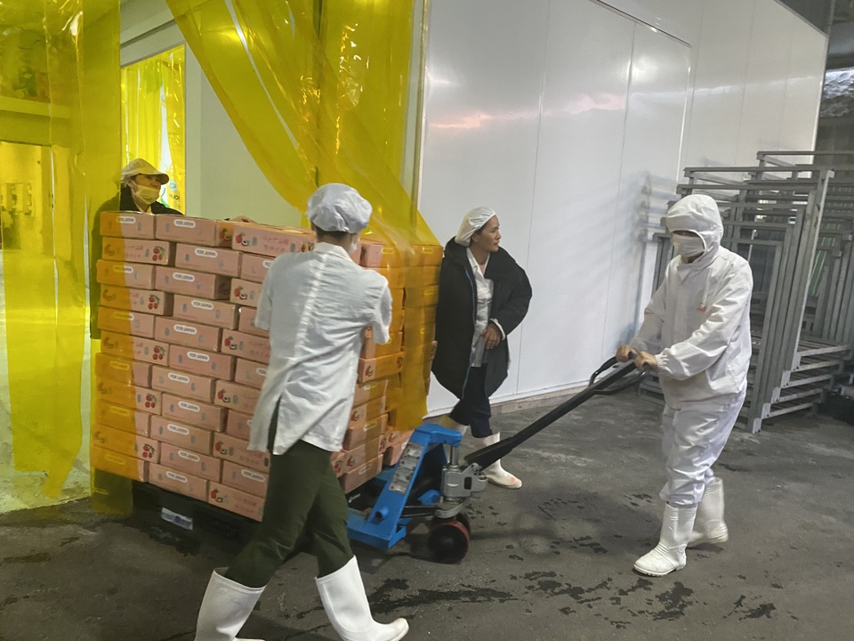 Lô vải thiều tươi đầu tiên của Việt Nam đã tới Nhật Bản - 1 Lô vải thiều tươi đầu tiên của Việt Nam đã tới Nhật Bản - 1