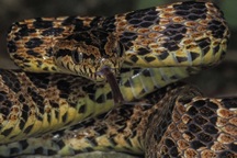 Loài rắn vô hại nhưng thường bị chết oan vì giống rắn độc