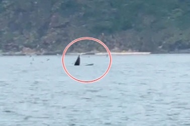 Cá voi xuất hiện gần bờ biển Gia Lai