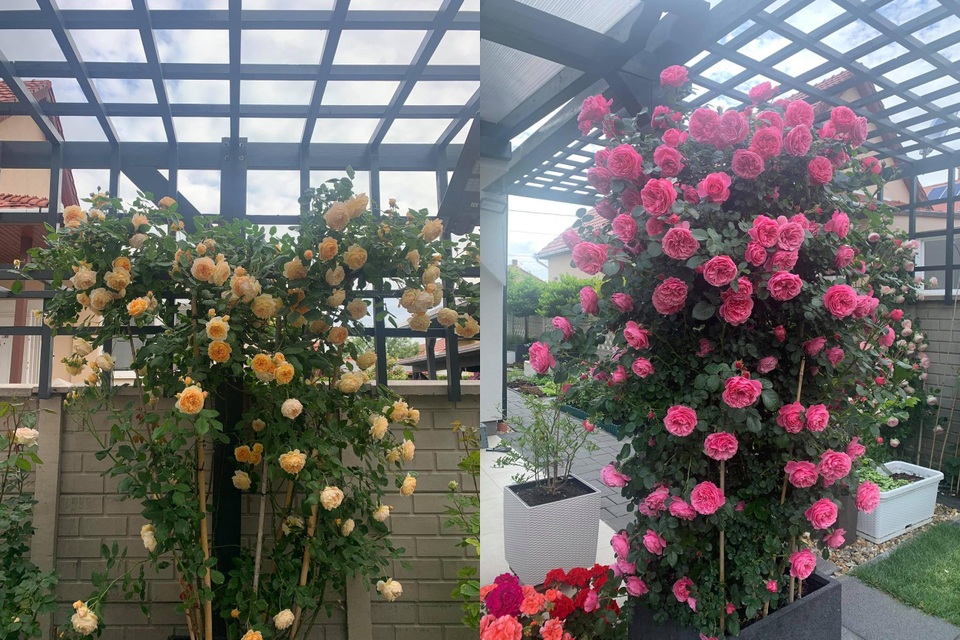 Choáng ngợp vườn hồng ngoại đẹp như cổ tích của vợ chồng Việt ở trời Tây - 9 Choáng ngợp vườn hồng ngoại đẹp như cổ tích của vợ chồng Việt ở trời Tây - 9
