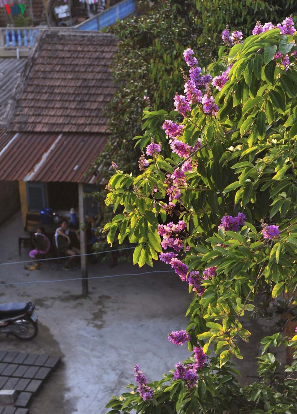 Huế - Thành phố của những sắc hoa mùa hạ - 6 Huế - Thành phố của những sắc hoa mùa hạ - 6