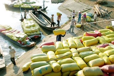 Trong hôm nay phải báo cáo Thủ tướng giải pháp vực dậy thị trường lúa gạo