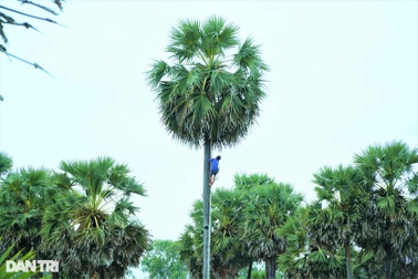 Về An Giang xem nghề "ăn cơm dưới đất làm việc trên... trời"