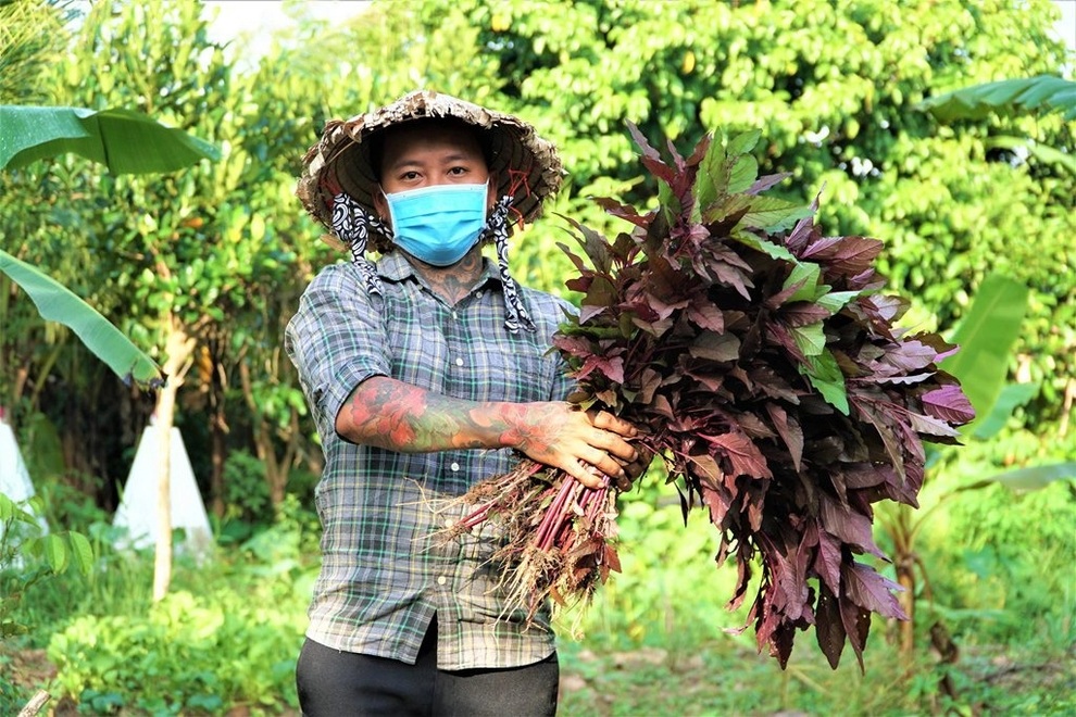 Anh thợ cắt tóc rủ mẹ và vợ trồng rau sạch tặng bà con trong khu phong tỏa - 2 Anh thợ cắt tóc rủ mẹ và vợ trồng rau sạch tặng bà con trong khu phong tỏa - 2