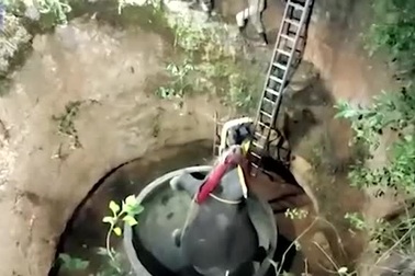 Video cuộc giải cứu voi bị mắc kẹt dưới giếng ngoạn mục (nguồn: Daily Mail)