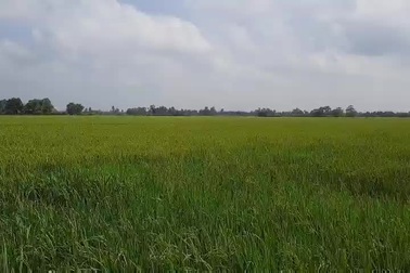 Xem máy bay điều khiển từ xa 500 triệu đồng chăm sóc đồng ruộng