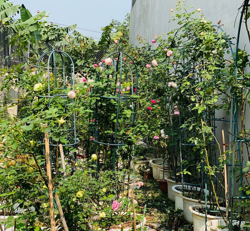 Vườn hồng trăm gốc nhập ngoại quý hiếm của mẹ đảm xinh đẹp ở Hà Giang - 4 Vườn hồng trăm gốc nhập ngoại quý hiếm của mẹ đảm xinh đẹp ở Hà Giang - 4