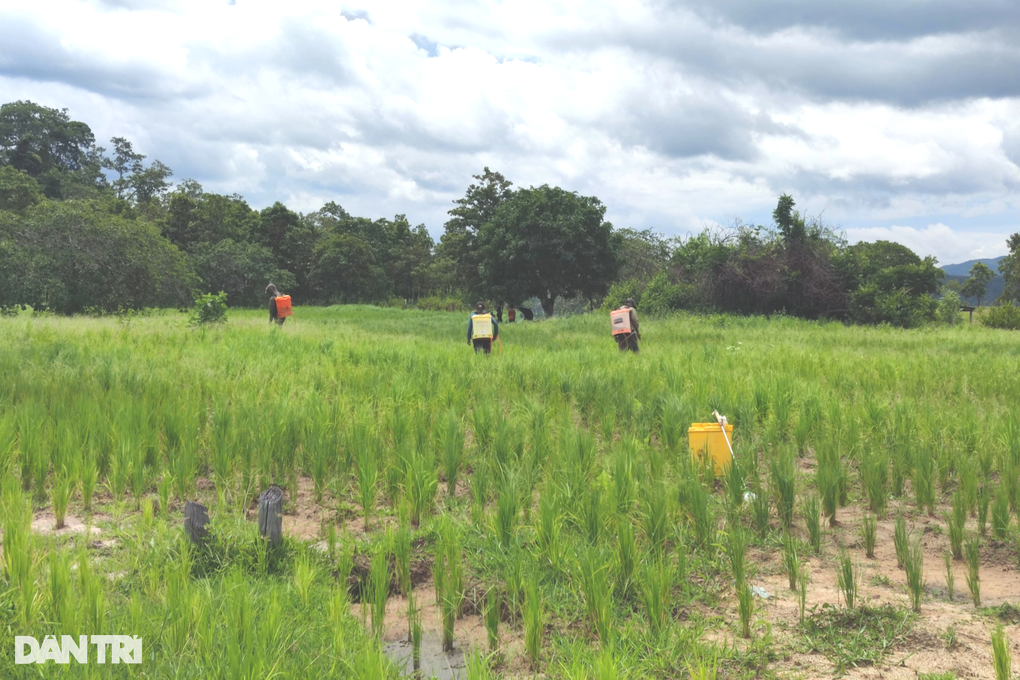 Trồng 60ha rừng, cây chết... 90% - 4 Trồng 60ha rừng, cây chết... 90% - 4
