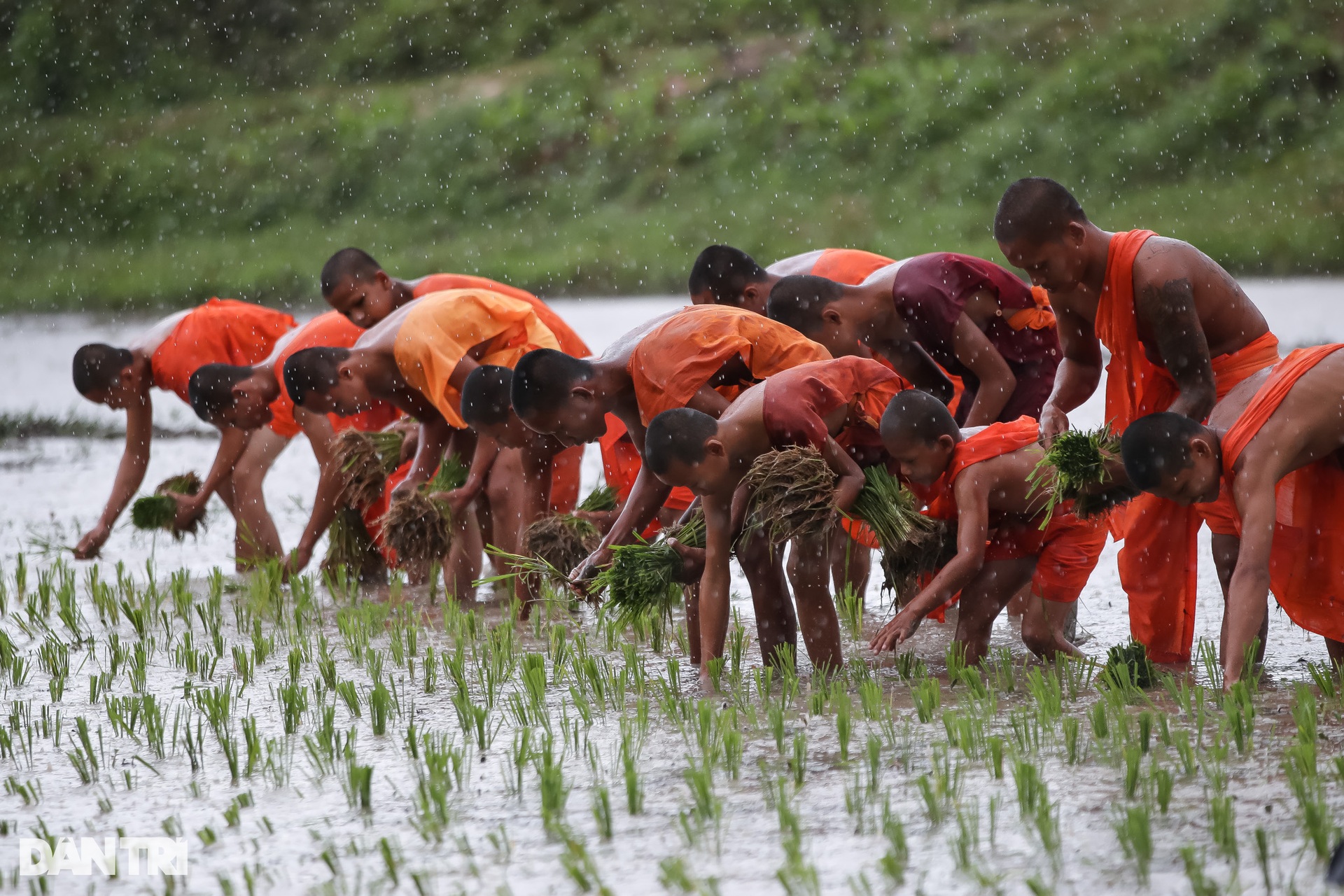 Sư thầy, người dân đội mưa cấy lúa mừng lễ Sene Dolta của đồng bào Khmer - 1 Sư thầy, người dân đội mưa cấy lúa mừng lễ Sene Dolta của đồng bào Khmer - 1