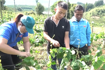 Khởi nghiệp với nghề "hái lá" thu 30 triệu đồng/tháng