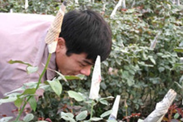 Những làng nghề hối hả vào Xuân 