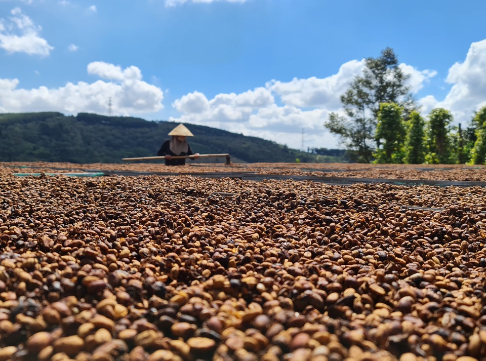 Vất vả mưu sinh bằng nghề hái cà phê thuê ở Tây Nguyên - 11