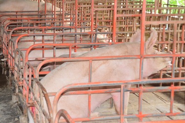 Cà Mau: Phát hiện bệnh lở mồm long móng trên heo ở lò mổ