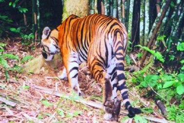 Hơn 2 thập kỷ loài hổ "biến mất" ở Việt Nam trong tự nhiên
