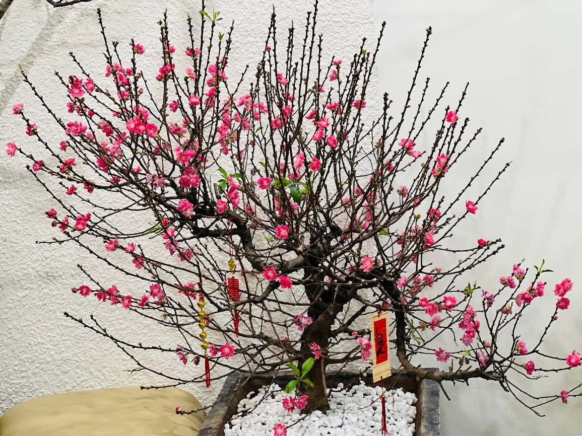 Biệt thự, nhà riêng của sao Việt trang hoàng rực rỡ đón Tết Nhâm Dần - 11 Biệt thự, nhà riêng của sao Việt trang hoàng rực rỡ đón Tết Nhâm Dần - 11