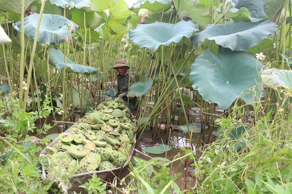 Bỏ cấy lúa sang trồng sen, người dân thu lãi cả trăm triệu đồng - 5 Bỏ cấy lúa sang trồng sen, người dân thu lãi cả trăm triệu đồng - 5