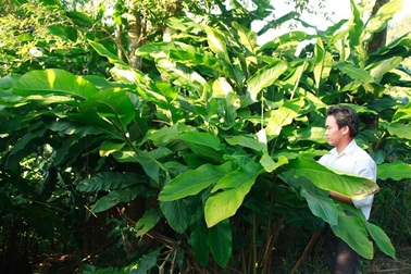 Dân phá rẫy trồng cây bo bo để bán hạt sang Trung Quốc