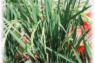 Mẫu “lúa cổ 3.000 năm tuổi” là lúa hiện đại