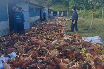 Hơn 3.000 con gà chết la liệt trước ngày bán, chủ trang trại thiệt hại lớn