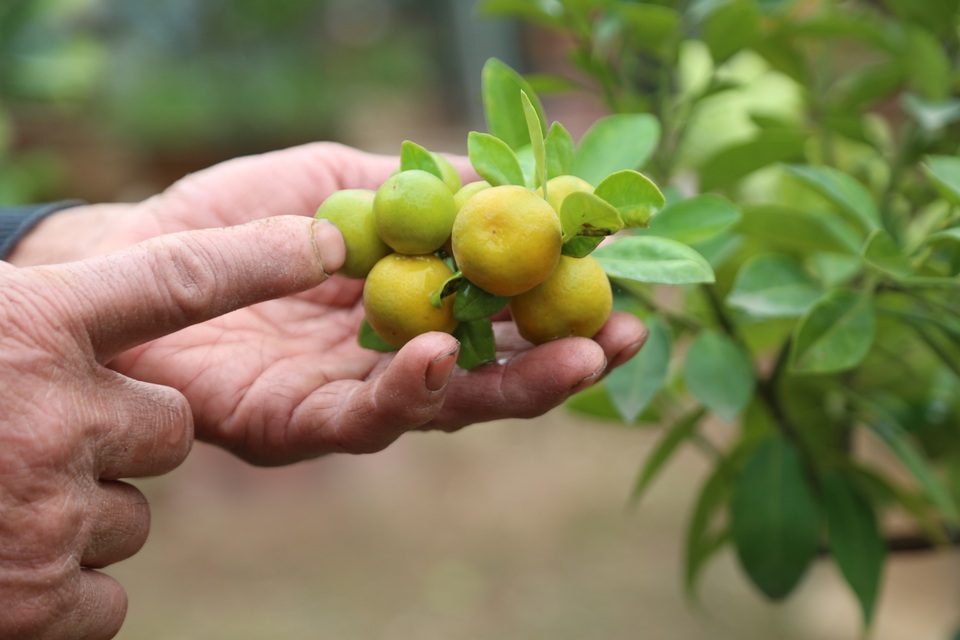 Cận Tết, lão nông thu hàng trăm triệu đồng nhờ cây có 7 thứ quả khác nhau - 6 Cận Tết, lão nông thu hàng trăm triệu đồng nhờ cây có 7 thứ quả khác nhau - 6