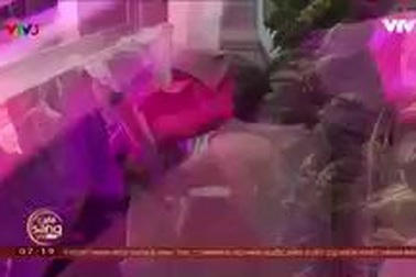 Bỏ việc ngân hàng sau khi tốt nghiệp Havard để trồng rau giữa New York