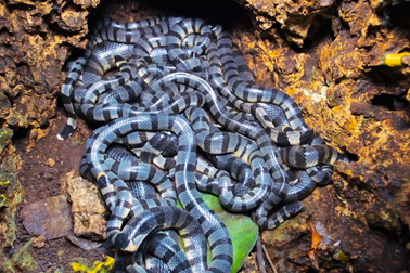 Giải mã "ổ rắn cực độc" xuất hiện trên đảo Phú Quý