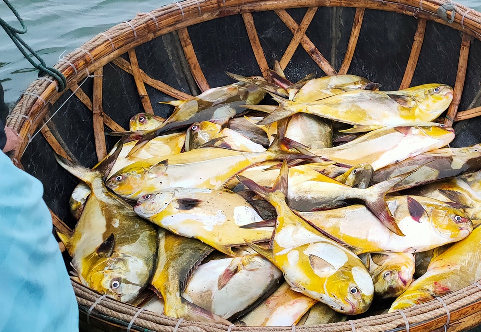 Ngư dân trúng mẻ cá vàng thu về hơn 600 triệu đồng - 2 Ngư dân trúng mẻ cá vàng thu về hơn 600 triệu đồng - 2