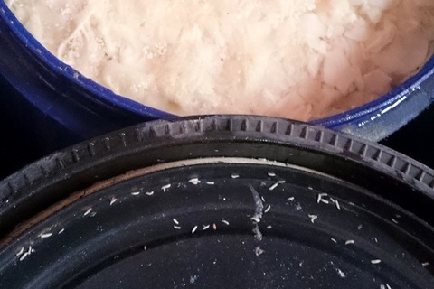 Giòi lúc nhúc trong thùng măng tươi