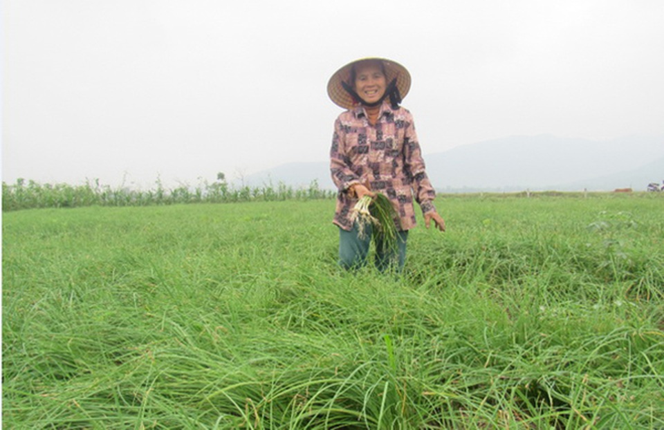 Hà Tĩnh: Dùng rơm làm áo cho hành, kiếm hàng chục triệu đồng - 5 Hà Tĩnh: Dùng rơm làm áo cho hành, kiếm hàng chục triệu đồng - 5