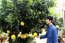 Cây bưởi ngũ phúc trăm quả 150 triệu không bán