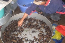 Đỏ mắt tìm mua cua đồng