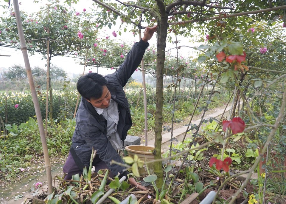 Chiêm ngưỡng gốc hồng cao tuổi giá 70 triệu đồng ở làng hoa Phù Vân - 6 Chiêm ngưỡng gốc hồng cao tuổi giá 70 triệu đồng ở làng hoa Phù Vân - 6