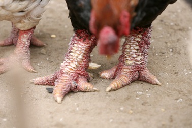 Gà Đông Tảo tiền triệu chuyển đi toàn quốc