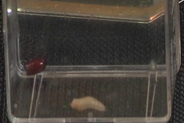 Điều trị vết loét ở người bệnh tiểu đường bằng... giòi