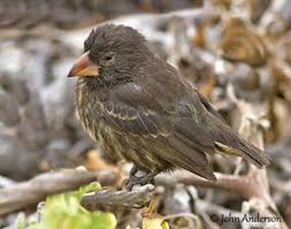 Kỳ lạ loài chim sẻ thích uống máu những con chim biển lớn - 3