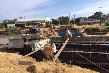 Mùa khô, rơm cuộn hút hàng