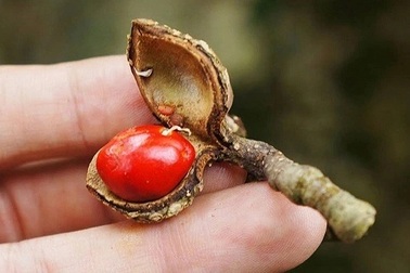 Loại hạt rơi mục nay thành “vàng đen bạc triệu” khiến thương lái tranh mua