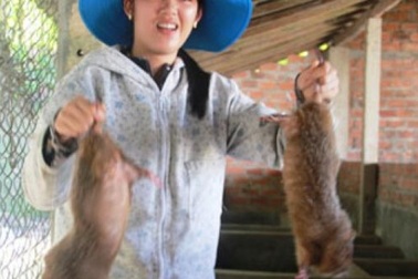 Cử nhân 8X nuôi dúi, thu trăm triệu mỗi năm