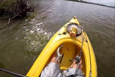 Cá được thả nhảy lại về thuyền với người câu